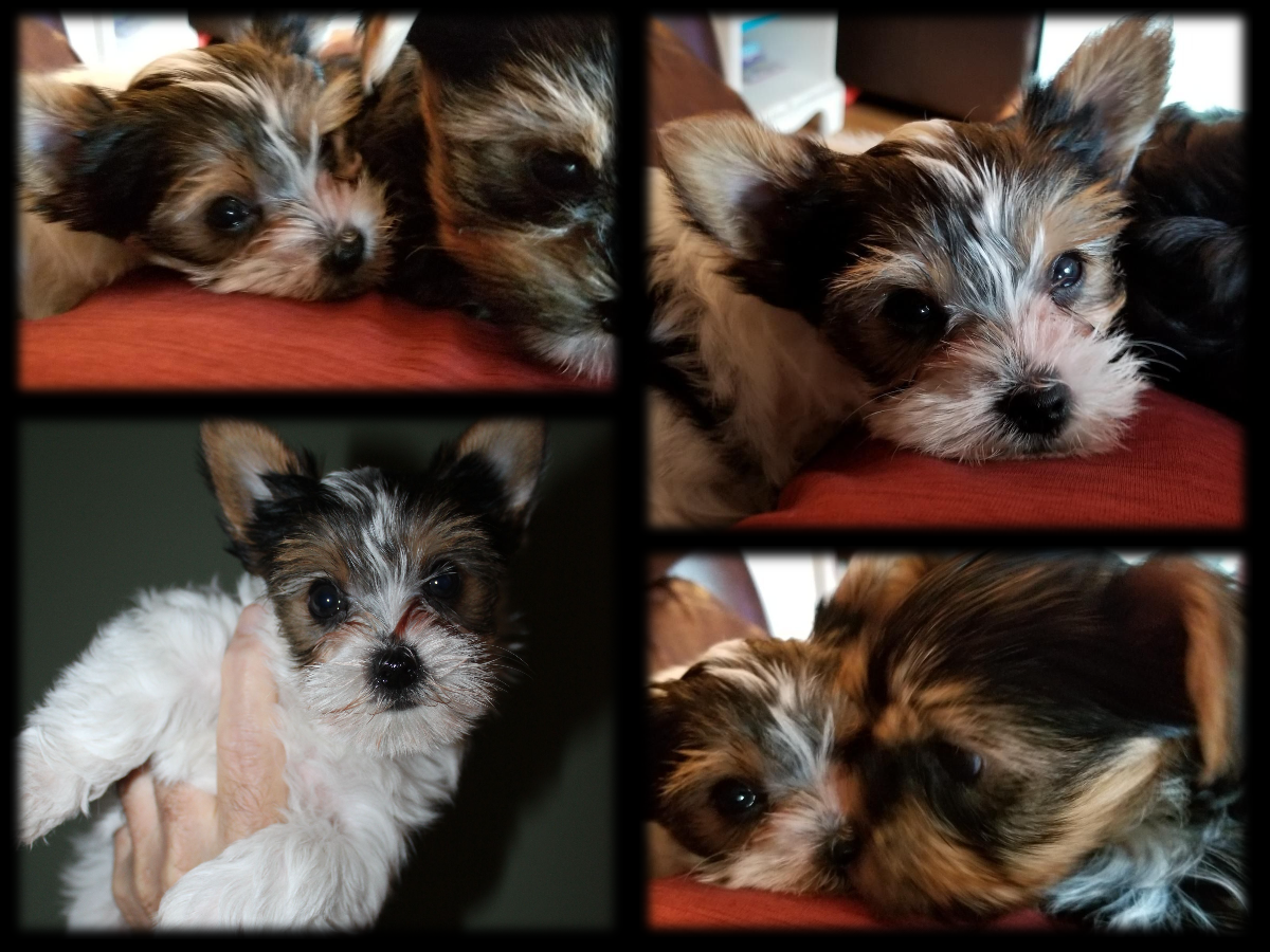 Dottie & Ava Dottie & Ava